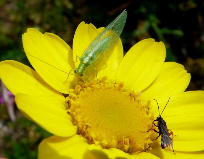 Chrysoperla lucasina o Chr. pallida.